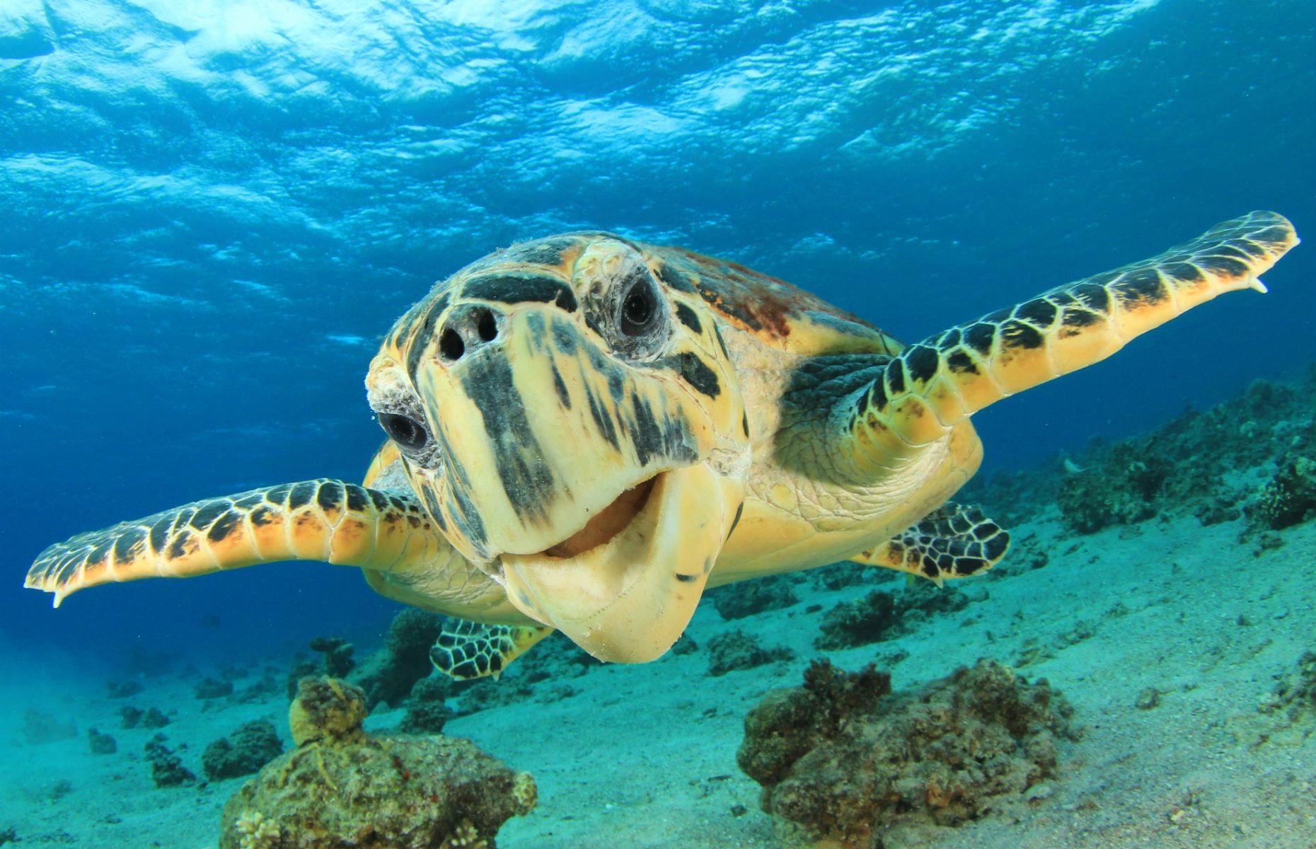Turtles in Florida, USA